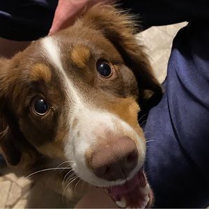 Meet your Posher, Chey